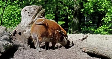 Kızıl nehir domuzu, Potamochoerus porcus, ayrıca çalı domuzu olarak da bilinir. Bu domuzun yer altında yiyecek bulmak için keskin bir koku alma duyusu var..