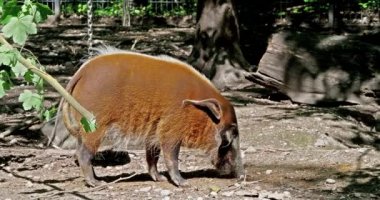Kızıl nehir domuzu, Potamochoerus porcus, ayrıca çalı domuzu olarak da bilinir. Bu domuzun yer altında yiyecek bulmak için keskin bir koku alma duyusu var..