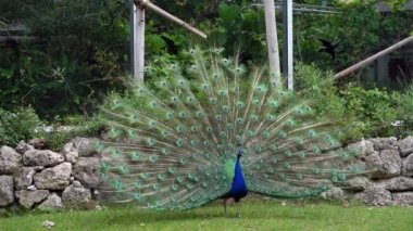 Hint Peafowl veya mavi Peafowl, Büyük ve parlak renkli bir kuş türüdür, Güney Asya 'ya özgü, fakat dünyanın diğer bölgelerinde de tanıtılan bir türdür..