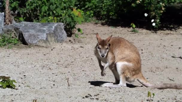 Den Agila Wallaby Macropus Agilis Även Känd Som Sandig Wallaby — Stockvideo