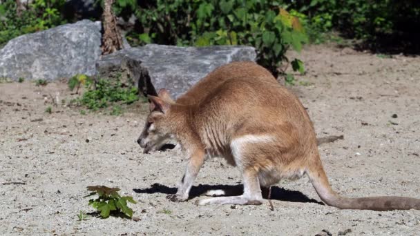 Wallaby Ágil Macropus Agilis También Conocido Como Wallaby Arenoso Una — Vídeo de stock