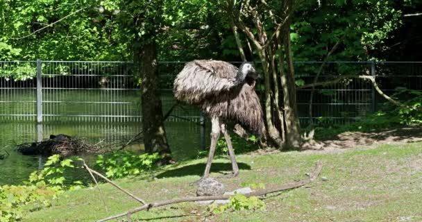 Emu Dromaius Novaehollandiae Druhý Největší Živý Pták Podle Výšky Jeho — Stock video