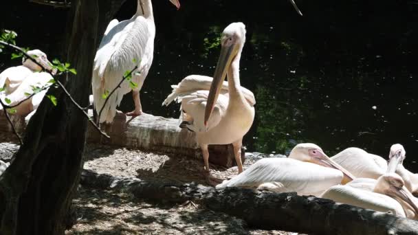 Gran Pelícano Blanco Pelecanus Onocrotalus También Conocido Como Pelícano Rosado — Vídeos de Stock