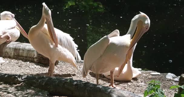 Velký Bílý Pelikán Pelecanus Onocrotalus Také Známý Jako Růžový Pelikán — Stock video