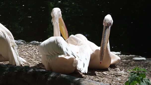 Great White Pelican Pelecanus Onocrotalus Also Known Rosy Pelican Bird — Stock Video