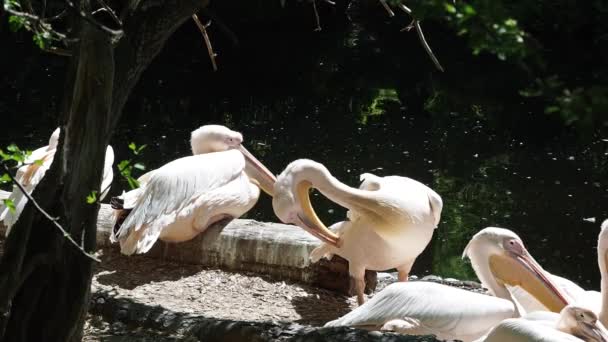 Wielki Biały Pelikan Pelecanus Onocrotalus Znany Również Jako Różowy Pelikan — Wideo stockowe