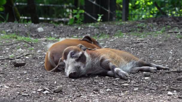 Röda Flodsvinet Potamochoerus Porcus Även Känt Som Bushen Gris Den — Stockvideo