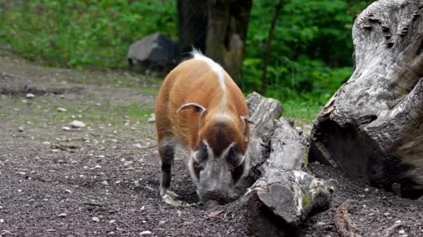 Κόκκινο Γουρούνι Του Ποταμού Potamochoerus Porcus Επίσης Γνωστή Γουρούνι Θάμνος — Αρχείο Βίντεο