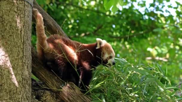 Red Panda Ailurus Fulgens Also Called Lesser Panda Red Cat — Stock Video