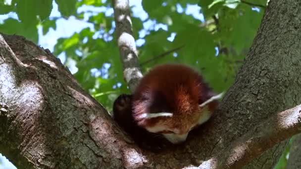 Rode Panda Ailurus Fulgens Ook Wel Mindere Panda Rode Kattenbeer — Stockvideo