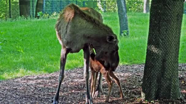 L'orignal ou wapiti, Alces alces est la plus grande espèce existante dans la famille des cerfs. Les orignaux se distinguent par les bois larges, plats ou palmés des mâles.
