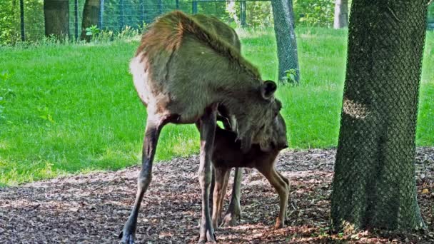 ムースまたはエルク アルスアルスは鹿の家族の中で最大の現存種です ムースは雄の広さ 平らさ または掌状の角で区別される — ストック動画