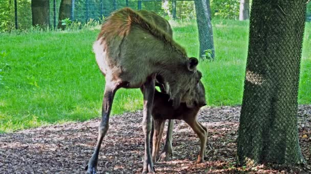 L'orignal ou wapiti, Alces alces est la plus grande espèce existante dans la famille des cerfs. Les orignaux se distinguent par les bois larges, plats ou palmés des mâles.