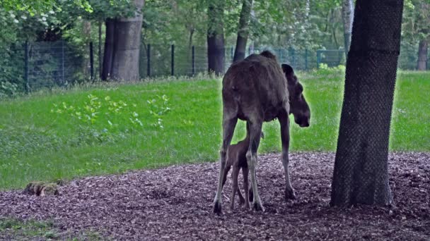 Älgen Eller Älgen Alces Alces Alces Den Största Bevarade Arten — Stockvideo