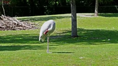 Sarus vinci, Grus antigone Hindistan 'ın Güneydoğu Asya ve Avustralya' nın bazı bölgelerinde bulunan büyük bir göçmen olmayan turnadır.. 