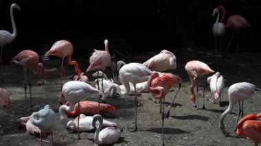 American Flamingo veya Karayip Flamingo, Phoenicopterus ruber. Flamingolar Phoenicopteriformes soyu tükenmemiş tek kuşlardır..