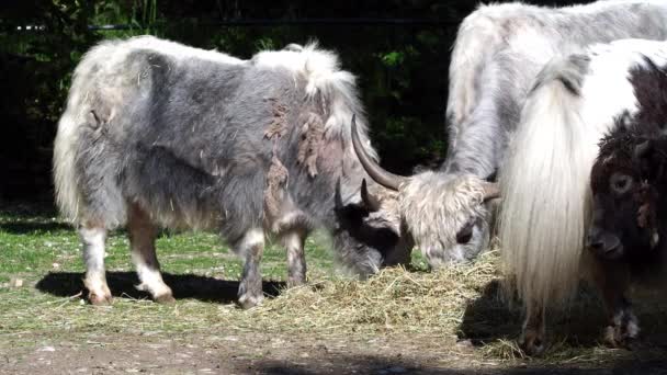 Yak Doméstico Bos Grunniens Bovino Domesticado Pelo Largo Que Encuentra — Vídeos de Stock