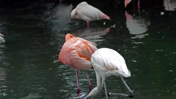 Американский Фламинго Карибский Фламинго Phoenicopterus Ruber Фламинго Являются Единственной Невымершей — стоковое видео