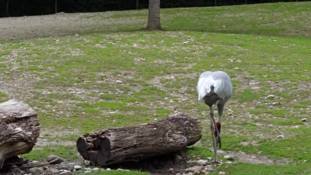 Der Saruskranich Grus Antigone Ist Ein Großer Nicht Wandernder Kranich — Stockvideo