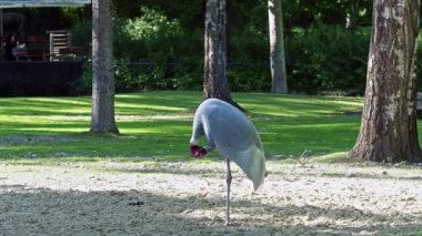 Sarus vinci, Grus antigone Hindistan 'ın Güneydoğu Asya ve Avustralya' nın bazı bölgelerinde bulunan büyük bir göçmen olmayan turnadır.. 