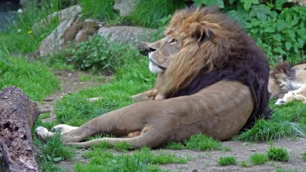 Aslan Panthera Leo Panthera Cinsindeki Dört Büyük Kediden Biridir Felidae — Stok video