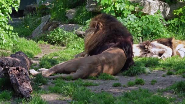 Panthera Leo Dos Quatro Grandes Felinos Gênero Panthera Membro Família — Vídeo de Stock