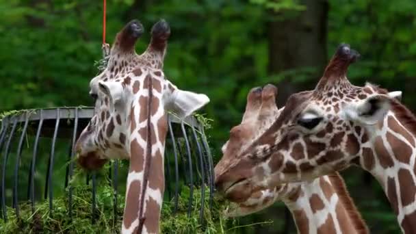 Giraffe Giraffa Camelopardalis Ett Afrikanskt Hov Och Klövdjur Det Högsta — Stockvideo