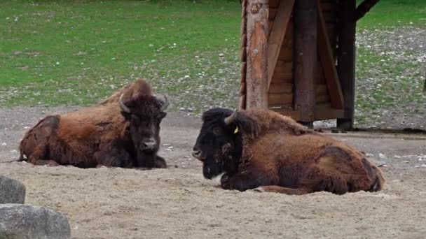 Der Amerikanische Bison Oder Einfach Bison Auch Allgemein Als Amerikanischer — Stockvideo