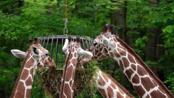 Jirafa Giraffa Camelopardalis Mamífero Ungulado Dedos Uniformes Africano Animal Terrestre — Vídeos de Stock