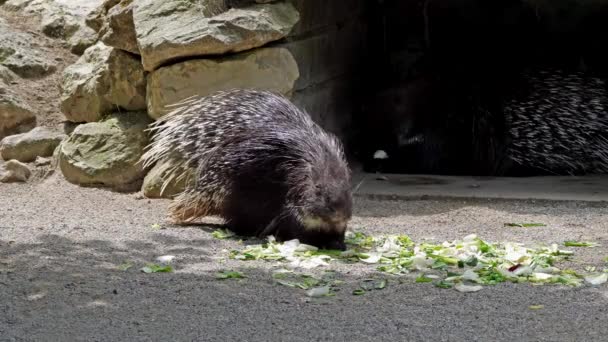 Det Indiska Piggsvinet Hystrix Indica Eller Indiskt Piggsvin Stor Hystricomorf — Stockvideo