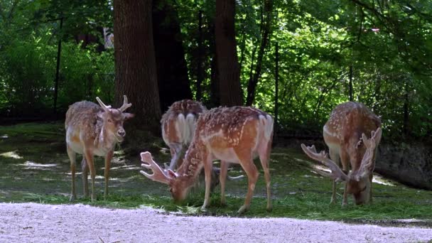 Fallow Deer Dama Mezopotamya Cervidae Familyasından Bir Memeli Türü — Stok video