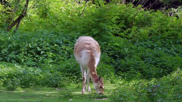 Vicunas Vicugna Vicugna Parientes Llama Que Viven Las Altas Zonas — Vídeos de Stock