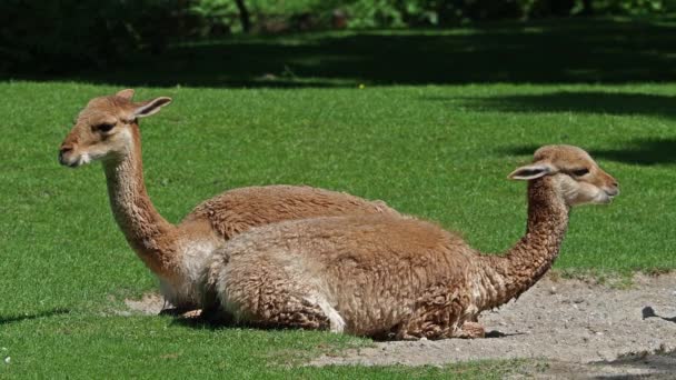 Vicunas Vicugna Vicugna Parentes Lhama Que Vivem Nas Altas Áreas — Vídeo de Stock