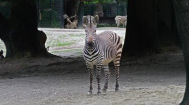 Hartmann dağ zebrası Equus zebra hartmannae, Angola 'nın güneybatısında ve Namibya' nın batısında bulunan bir dağ zebrası alt türüdür..