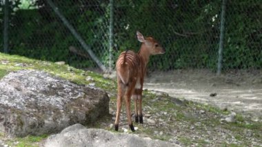Nyala, Tragelaphus angasii Güney Afrika 'ya özgü spiral boynuzlu bir antiloptur. Bovidae familyasından ve Nyala familyasından, Tragelaphus familyasından bir türdür..