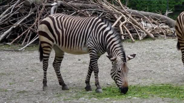 Hartmanns Bergzebra Equus Zebra Hartmannae Underart Till Den Bergzebra Som — Stockvideo