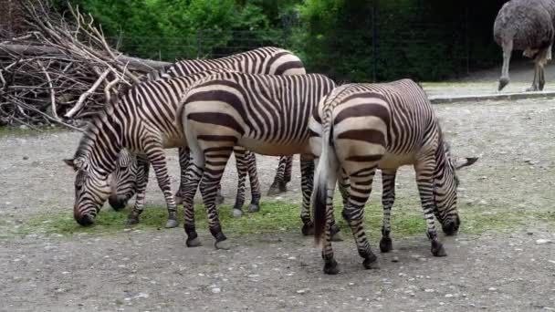 Zebra Montanhosa Hartmann Equus Zebra Hartmannae Uma Subespécie Zebra Montanhosa — Vídeo de Stock