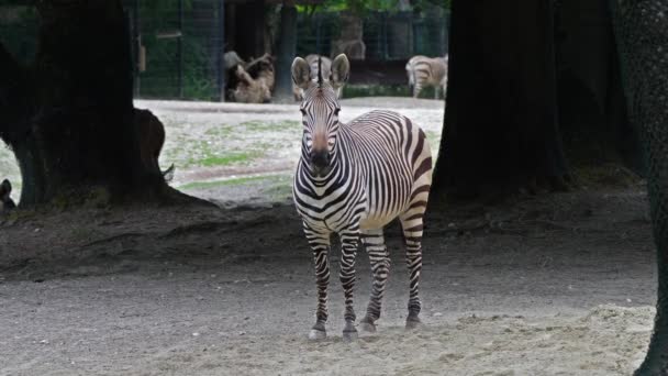 哈特曼山斑马 Equus Zebra Hartmannae 是安哥拉西南部和纳米比亚西部发现的一种山地斑马亚种 — 图库视频影像