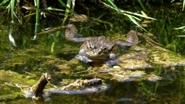 개구리 Common Frog Rana Temporaria 속에서 뒹굴고 파충류의 유럽의 개구리 — 비디오