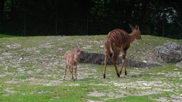 Nyala Tragelaphus Angasii Güney Afrika Özgü Spiral Boynuzlu Bir Antiloptur — Stok video