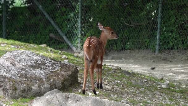 Nyala Tragelaphus Angasii Jest Rogatą Antylopy Rogatej Pochodzącej Południowej Afryki — Wideo stockowe