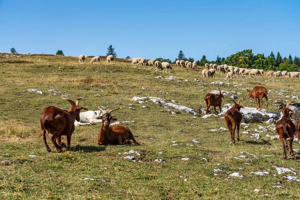 Вид Ландшафт Веркорс Овцы Собакой Возле Шамалок Франция Европе — стоковое фото