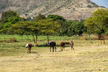 Tis Issat, Etiyopya - Etiyopya - Şubat 05, 2020: Etiyopya 'nın Etiyopya bölgesindeki Amara Şelaleleri yakınlarındaki hasat sırasında tarlalarda çalışan Etiyopyalı köylüler