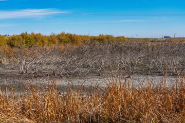 Tablolar Daimiel Ulusal Parkı, Biyosfer Rezervi 1981 'den beri, Castilla la la Mancha, İspanya