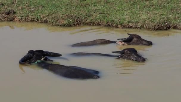 Buffles sauvages dans les eaux du Mékong sur la zone des 4000 îles près de la frontière cambodgienne, Laos, Asie