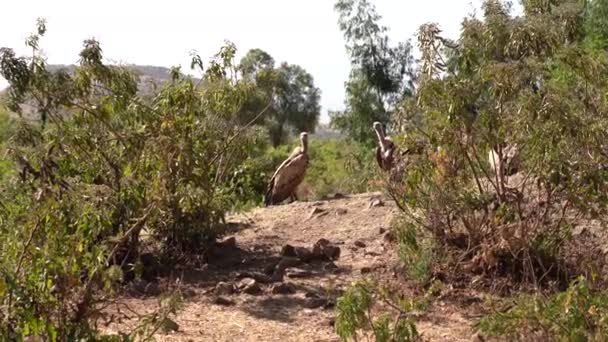 Griffon Vulture Gyps Fulvus Eet Een Dode Koe Ethiopië Bij — Stockvideo