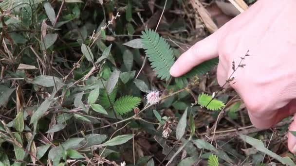 Mooie Violette Paarse Bloemen Mimosa Pudica Gevoelige Plant Touch Plant — Stockvideo