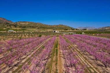 Jumilla 'da şeftali çiçeği. Murcia bölgesindeki Jumilla 'da çiçek açan şeftali ağaçlarının fotoğrafları. Şeftali, erik ve nektarin ağaçları. İspanya