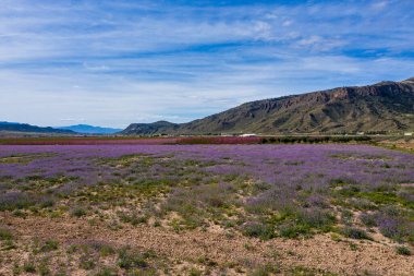 Jumilla 'da şeftali çiçeği. Murcia bölgesindeki Jumilla 'da çiçek açan şeftali ağaçlarının fotoğrafları. Şeftali, erik ve nektarin ağaçları. İspanya