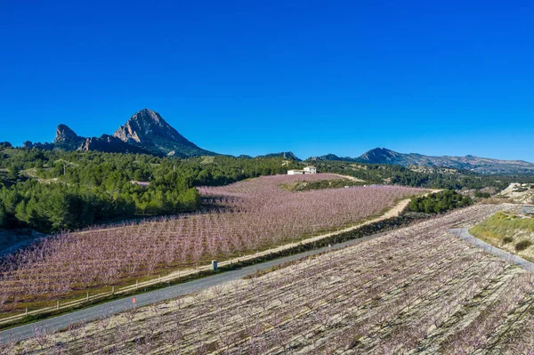 Peach blossom in Cieza La Torre. Photography of a blossoming of peach trees in Cieza in the Murcia region. Peach, plum and nectarine trees. Spain